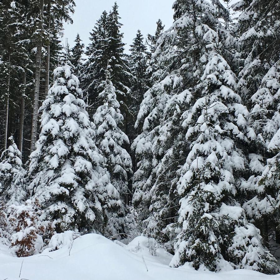 FeWo HarzRomantik Braunlage Zewnętrze zdjęcie